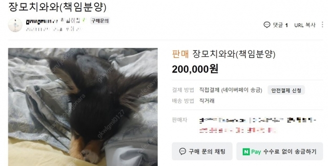 ▲ 장모치와와