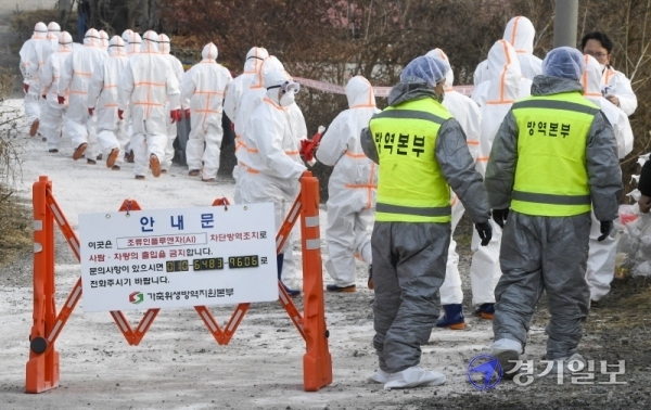 여주시의 산란계 농가에서 조류인플루엔자(AI) H5형 바이러스가 검출된 가운데 7일 오전 해당농장에서 방역관계자들이 살처분을 위해 이동하고 있다. 경기도는 해당 농가에서 사육 중인 닭 19만여 마리와 반경 3㎞ 이내에 있는 오리 사육농가 1곳의 오리 7천여 마리를 살처분키로 했다. 조주현기자