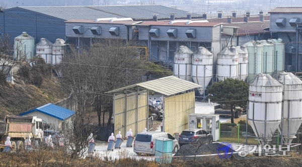 여주시의 산란계 농가에서 조류인플루엔자(AI) H5형 바이러스가 검출된 가운데 7일 오전 해당농장에서 방역관계자들이 살처분을 위해 이동하고 있다. 경기도는 해당 농가에서 사육 중인 닭 19만여 마리와 반경 3㎞ 이내에 있는 오리 사육농가 1곳의 오리 7천여 마리를 살처분키로 했다. 조주현기자