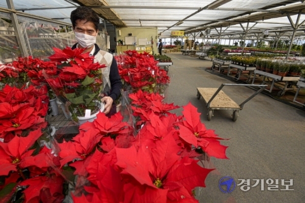 코로나19 여파로 연말행사 등이 취소되거나 비대면으로 진행되면서 특수를 기대했던 화훼업계가 된서리를 맞았다. 21일 오전 용인시 처인구 남사화훼집하장에서 이기욱 대표가 크리스마스 장식 등에 쓰이는 포인센티아를 정리하고 있다. 이대표는 “매년 크리스마스를 앞두고 없어서 못 팔던 포인센티아가 아직도 산더미처럼 남아있다”고 말했다.조주현기자