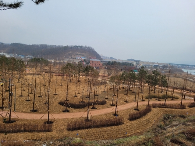 ▲ 201230_경안천 도시숲 2만 2206㎥ 1단계 조성 완료_사진(4) 소나무숲