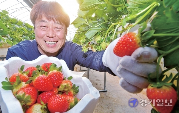 최수연 귀촌농원 대표가  비닐하우스에서 직접 재배한 딸기를 수확하고 있다. 최 대표는  대기업 퇴직 후 귀농해 새로운 도전에 나서고 있다.  윤원규기자