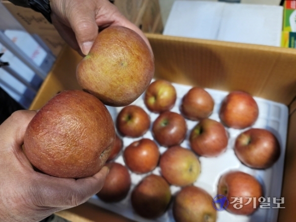 11일 오전 인천 남동구 남촌농산물도매시장에서 과일점포를 운영하는 이모씨가 한파에 얼어버린 사과 박스를 열어 보여주고 있다. 김경희기자
