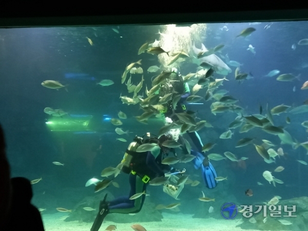 23일 수원시 영통구 아쿠아플라넷 광교점을 찾은 시민들이 해양생물들을 보며 즐거운 시간을 보내고 있다. 노성우기자