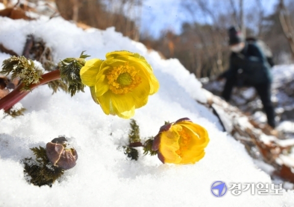 ▲ 짖궂은 동장군의 심술도 봄기운을 막을 수 없나보다. 절기상 우수인 18일 오전 용인시 백암면 한택식물원에서 눈을 뚫고 꽃망울을 터뜨린 노란 복수초가 봄소식을 전하고 있다. 김시범기자