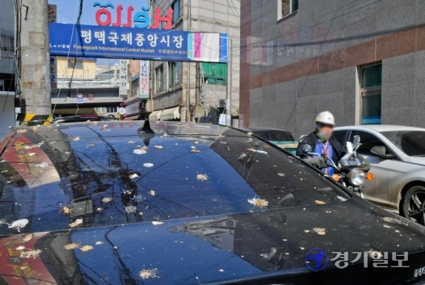 지난해 12억6천만원을 투입해 도내 7곳을 선정, 육성한 경기도관광테마골목이 관리가 부실한 것으로 밝혀졌다. 20일 오후 평택시 평택국제중앙시장에 주차된 차량이 새똥으로 범벅돼 있다. 윤원규기자