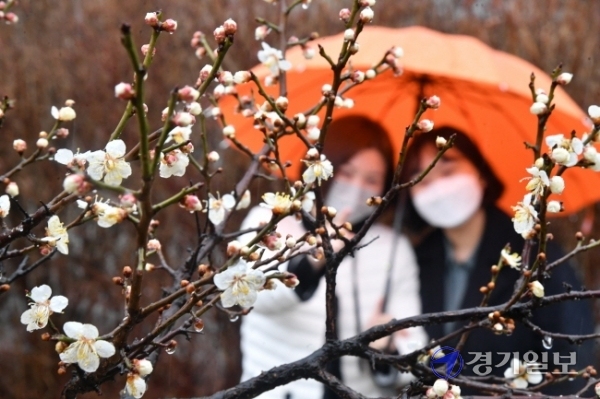 수도권에 봄을 재촉하는 비가 내린 1일 오후 수원시 영화동 한 거리에서 활짝 꽃망울을 터뜨린 하얀 매화꽃이 행인들의 눈길을 끌고 있다. 김시범기자