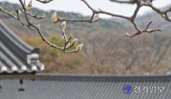 ▲ 완연한 봄날씨를 보인 지난 6일 오전 광주시 남한산성 일원에서 목련 꽃 봉우리가 개화를 준비하고 있다. 윤원규기자