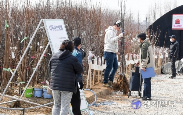 9일 오전 개장한 인천 남동구 인천산림조합 나무시장에서 때맞춰 찾아온 시민들이 묘목을 사가고 있다. 산림조합 나무시장은 조합원이 재배한 좋은 품질의 나무를 직접 판매해 시중의 나무 시장보다 10∼30％ 정도 저렴하게 구매 할수 있다. 장용준기자