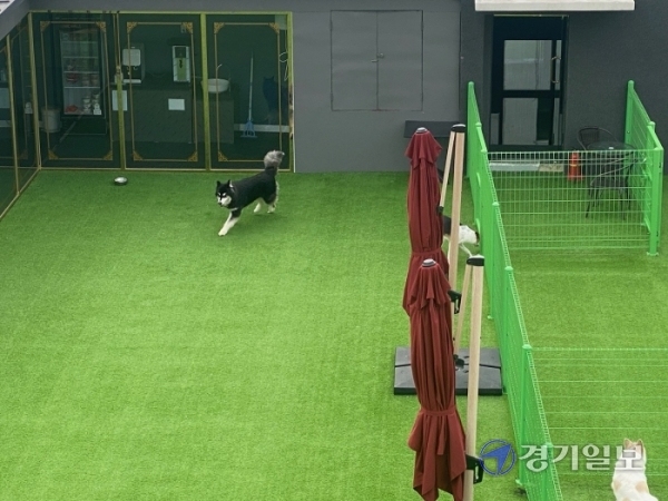 안양시 동안구 관양동에 위치한 한 애견센터 옥상에서 울리는 개 짓는 소리로 인근 주민들이 큰 피해를 보고 있다.