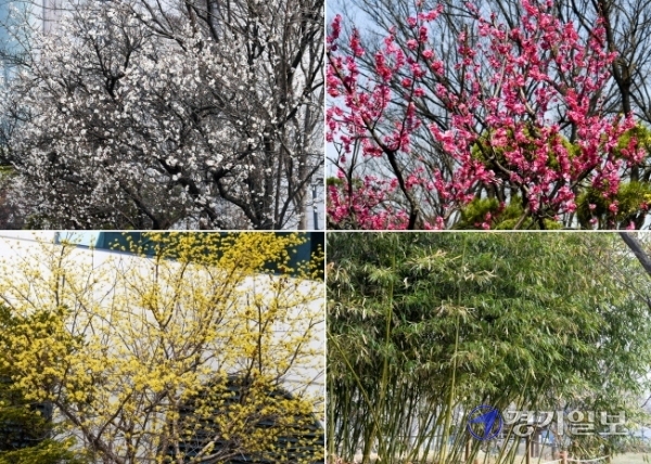 21일 화창한 봄날씨속에 인천 미추홀구 관교동의 백매화와 연수구 선학동 홍매화, 부평구 산곡동 개나리, 남동구 간석동의 대나무 잎 등이 봄 햇살에 반짝이고 있다.