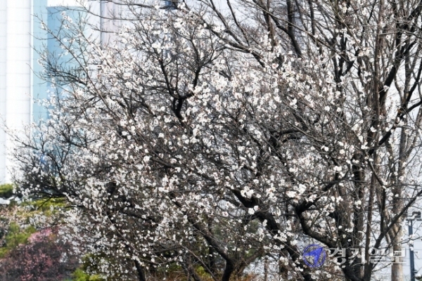 21일 화창한 봄날씨속에 인천 미추홀구 관교동의 백매화와 연수구 선학동 홍매화, 부평구 산곡동 개나리, 남동구 간석동의 대나무 잎 등이 봄 햇살에 반짝이고 있다.
