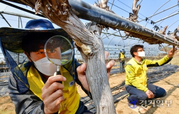 경기도 농촌 및 산림지역의 병해충 부화시기를 앞두고 24일 오후 양평군농업기술센터 관계자들이 양서면의 한 포도농장에서 매미나방 알집 방제를 위한 예찰 활동을 벌이고 있다. 조주현기자
