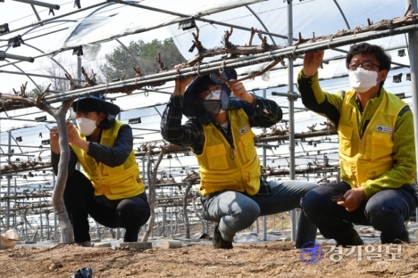 경기도 농촌 및 산림지역의 병해충 부화시기를 앞두고 24일 오후 양평군농업기술센터 관계자들이 양서면의 한 포도농장에서 매미나방 알집 방제를 위한 예찰 활동을 벌이고 있다. 조주현기자