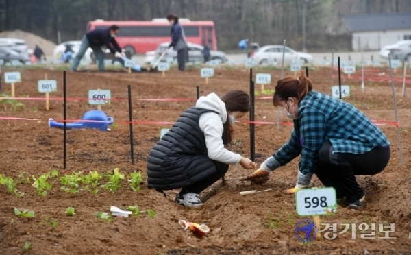 수도권에 내리던 비가 그친 28일 오후 수원탑동시민농장에서 시민들이 촉촉해진 밭을 갈거나 채소 모종을 심고 있다.  김시범기자