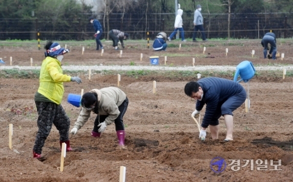 수도권에 내리던 비가 그친 28일 오후 수원탑동시민농장에서 시민들이 촉촉해진 밭을 갈거나 채소 모종을 심고 있다.  김시범기자