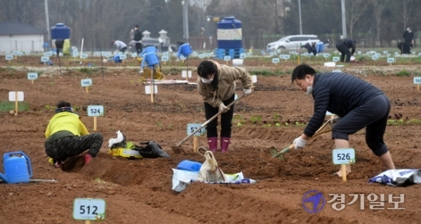 수도권에 내리던 비가 그친 28일 오후 수원탑동시민농장에서 시민들이 촉촉해진 밭을 갈거나 채소 모종을 심고 있다.  김시범기자