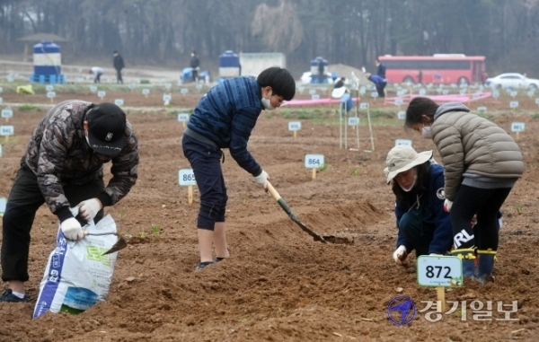 수도권에 내리던 비가 그친 28일 오후 수원탑동시민농장에서 시민들이 촉촉해진 밭을 갈거나 채소 모종을 심고 있다.  김시범기자