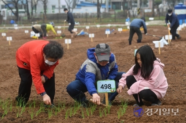 수도권에 내리던 비가 그친 28일 오후 수원탑동시민농장에서 시민들이 촉촉해진 밭을 갈거나 채소 모종을 심고 있다.  김시범기자