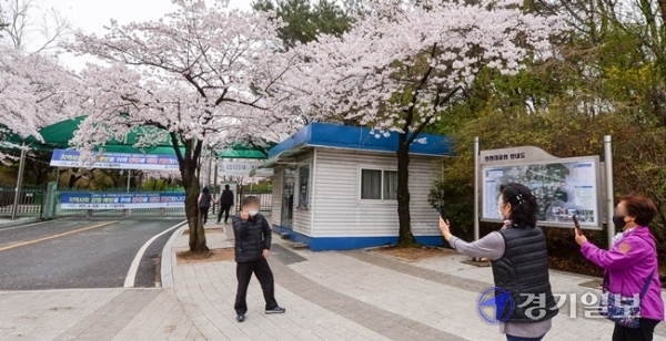 휴일인 4일 벚꽃이 만개한 인천대공원을 찾은 나들이객들이 아쉬운듯 코로나 19 예방을 위한 전면 폐쇄 현수막이 내걸린 후문 너머로 사진을 찍고 있다. 인천시는 시민들의 안전을 위해 벚꽃 개화기인 지난 3일부터 오는 11일까지 인천대공원과 월미공원, 자유공원, 수봉공원을 일시 폐쇄했다. 장용준기자
