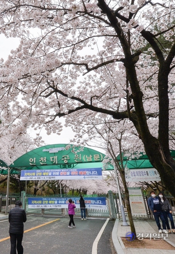 휴일인 4일 벚꽃이 만개한 인천대공원을 찾은 나들이객들이 아쉬운듯 코로나 19 예방을 위한 전면 폐쇄 현수막이 내걸린 후문 너머로 사진을 찍고 있다. 인천시는 시민들의 안전을 위해 벚꽃 개화기인 지난 3일부터 오는 11일까지 인천대공원과 월미공원, 자유공원, 수봉공원을 일시 폐쇄했다. 장용준기자