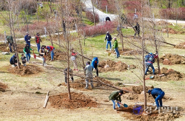 1일 오전 수원시 광교호수공원 큰나무정원에서 열린 '제76회 식목일기념 나무심기 행사'에서 시민들이 나무를 심고 있다. 참석자들은 왕벚나무, 메타세쿼이아, 소나무 등 1500주의 나무를 식재했다. 조주현기자