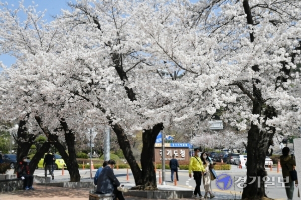 황사와 미세먼지가 물러가고 모처럼 청명한 날씨를 보인 지난달 31일 오후 경기도청 주변에서 시민들이 만개한 벚꽃을 감상하고 있다. 김시범기자