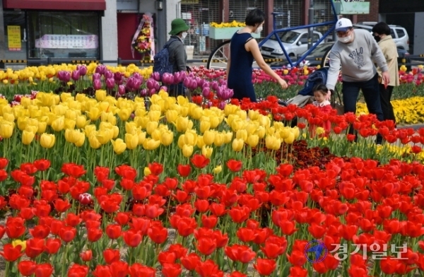화창한 날씨를 보인 11일 오후 휴일을 맞아 나들이를 나온 시민들이 수원시 팔달문 앞 화단에 알록달록 활짝 핀 튤립을 구경하고 있다. 김시범기자