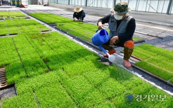 본격적인 농사철이 시작되는 절기상 ‘곡우’를 하루 앞둔 19일 오전 화성시 경기도농업기술원에서 관계자들이 연구용 육묘를 돌보고 있다. 조주현기자