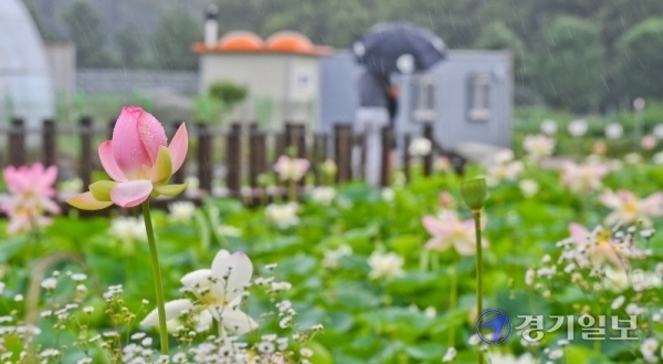 경기도 양주시 천생연분마을 연못. 윤원규 기자