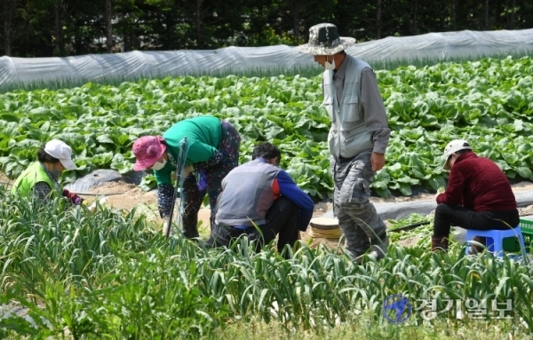농번기를 맞은 경기지역 농촌지역마다 농부들의 손길이 분주하다. 29일 오후 수원시 상광교동 한 들녘에서 농부들이 열무를 수확하고 있다. 김시범기자