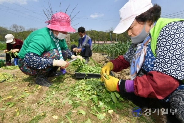 농번기를 맞은 경기지역 농촌지역마다 농부들의 손길이 분주하다. 29일 오후 수원시 상광교동 한 들녘에서 농부들이 열무를 수확하고 있다. 김시범기자