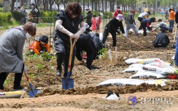 8일 오전 개장한 인천 연수구 송도국제도시 커넬워크 앞의 인천형 공동체 도시 텃밭인 '이음텃밭'에서 시민들이 모종을 심고 있다. 인천시는 60명의 개인에게 1인당 8㎡ 규모의 '시민텃밭'과 5인 이상의 모임이나 단체ㆍ기관 20곳에 각각 40㎡ 규모의 '공동체텃밭', 취약 계층과 복지 관련 8개 공동체에 '어울림텃밭'을 제공했다. 장용준기자