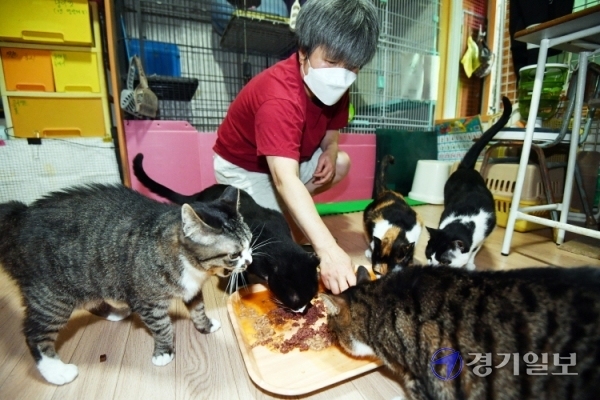 유기묘 구조 및 입양 활동을 펼치고 있는 송은숙씨가 12일 오후 거리에서 구조한 유기묘 40여 마리를 돌보고 있다. 송씨는 