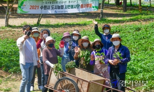 수원시 도시농업 시민봉사단원들이 13일 오전 탑동시민농장 나눔텃밭에서 고구마·가지 모종 심기, 감자밭 잡초 제거하기, 북주기 등 농작업 봉사활동을 하고 있다. 시민봉사단은 수확한 감자·김장채소·포도·사과 등 농산물을 ‘수원시 공유냉장고’ 등을 활용해 이웃과 함께 나눌 예정이다.조주현기자