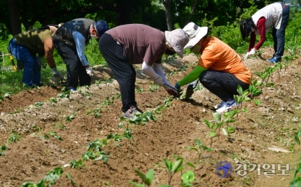 수원시 도시농업 시민봉사단원들이 13일 오전 탑동시민농장 나눔텃밭에서 고구마·가지 모종 심기, 감자밭 잡초 제거하기, 북주기 등 농작업 봉사활동을 하고 있다. 시민봉사단은 수확한 감자·김장채소·포도·사과 등 농산물을 ‘수원시 공유냉장고’ 등을 활용해 이웃과 함께 나눌 예정이다.조주현기자