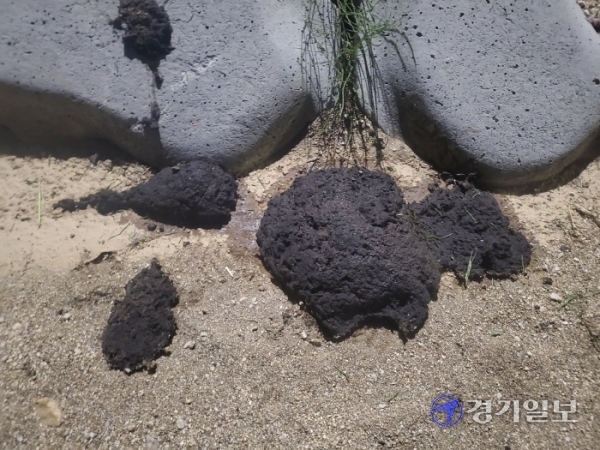 양평군 양평읍 양근리 남한강변에 뿌려진 식생기반재로 악취가 발생, 주민들이 고통을 호소하고 있다. 황선주기자