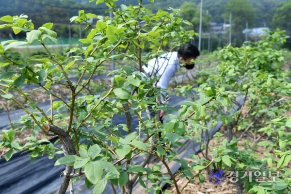 18일 오후 화성시 봉담읍 한 블루베리 농장에서 해충인 매미나방 유충들이 기승을 부리고 있다. 김시범기자
