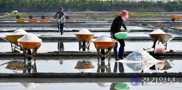 23일 오후 화성시 서신면 한 염전에서 염부들이 천일염을 수확하느라 구슬땀을 흘리고 있다. 일본의 후쿠시마 원전 오염수 방류 결정으로 국내 소금값이 폭등하면서 경기지역에서 생산되는 천일염이 다시금 주목을 받고 있다. 김시범기자