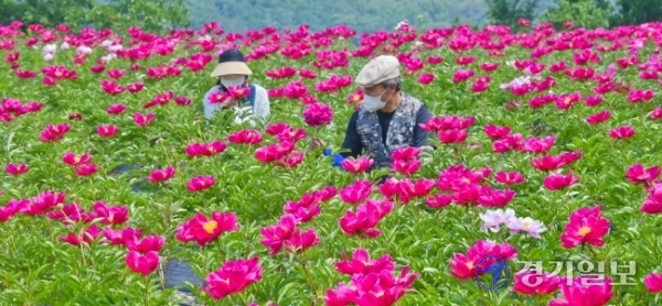 30일 여주시 북내면 작약재배단지에서 관계자들이 만개한 꽃을 살피고 있다. 작약은 원예용, 화장품 원료 및 진통·복통·빈혈·타박상 등의 약재로 이용되며 여주시 작약연구회 회원들의 소득증대에 큰 역할을 하고 있다.  윤원규기자