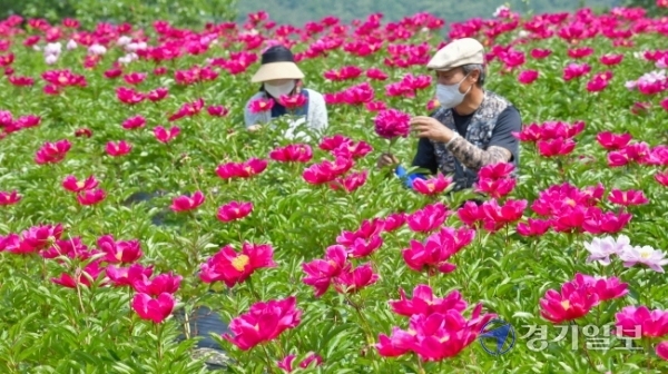 30일 여주시 북내면 작약재배단지에서 관계자들이 만개한 꽃을 살피고 있다. 작약은 원예용, 화장품 원료 및 진통·복통·빈혈·타박상 등의 약재로 이용되며 여주시 작약연구회 회원들의 소득증대에 큰 역할을 하고 있다.  윤원규기자