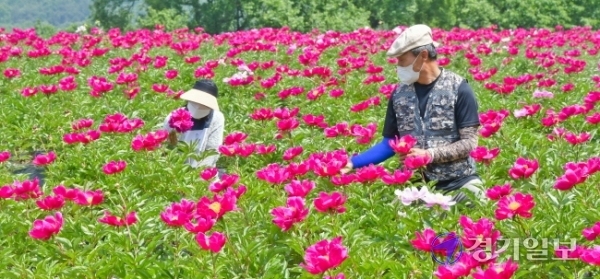 30일 여주시 북내면 작약재배단지에서 관계자들이 만개한 꽃을 살피고 있다. 작약은 원예용, 화장품 원료 및 진통·복통·빈혈·타박상 등의 약재로 이용되며 여주시 작약연구회 회원들의 소득증대에 큰 역할을 하고 있다.  윤원규기자