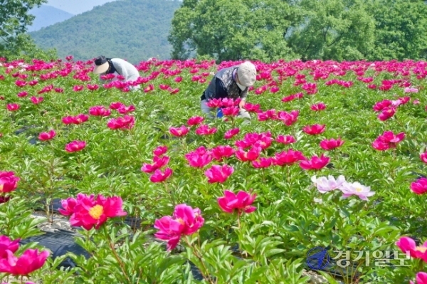 30일 여주시 북내면 작약재배단지에서 관계자들이 만개한 꽃을 살피고 있다. 작약은 원예용, 화장품 원료 및 진통·복통·빈혈·타박상 등의 약재로 이용되며 여주시 작약연구회 회원들의 소득증대에 큰 역할을 하고 있다.  윤원규기자