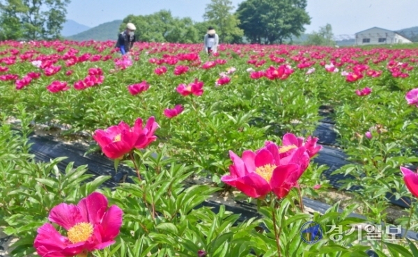 30일 여주시 북내면 작약재배단지에서 관계자들이 만개한 꽃을 살피고 있다. 작약은 원예용, 화장품 원료 및 진통·복통·빈혈·타박상 등의 약재로 이용되며 여주시 작약연구회 회원들의 소득증대에 큰 역할을 하고 있다.  윤원규기자