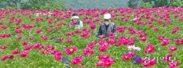30일 여주시 북내면 작약재배단지에서 관계자들이 만개한 꽃을 살피고 있다. 작약은 원예용, 화장품 원료 및 진통·복통·빈혈·타박상 등의 약재로 이용되며 여주시 작약연구회 회원들의 소득증대에 큰 역할을 하고 있다.  윤원규기자
