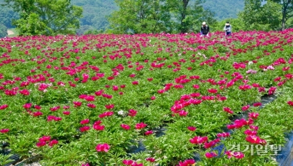 30일 여주시 북내면 작약재배단지에서 관계자들이 만개한 꽃을 살피고 있다. 작약은 원예용, 화장품 원료 및 진통·복통·빈혈·타박상 등의 약재로 이용되며 여주시 작약연구회 회원들의 소득증대에 큰 역할을 하고 있다.  윤원규기자