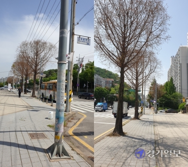 의왕시 오전동 모락로 가로수 잎들이 누렇게 변하는 갈변현상을 보이고 있어 의왕시가 대책 마련에 나섰다. 임진흥기자