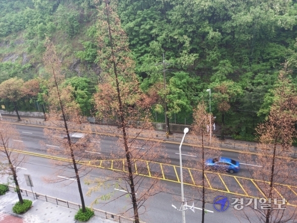 의왕시 오전동 모락로 가로수 잎들이 누렇게 변하는 갈변현상을 보이고 있어 의왕시가 대책 마련에 나섰다. 임진흥기자