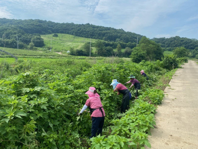 연천군 왕징면, 관내 단풍잎돼지풀 제거 작업