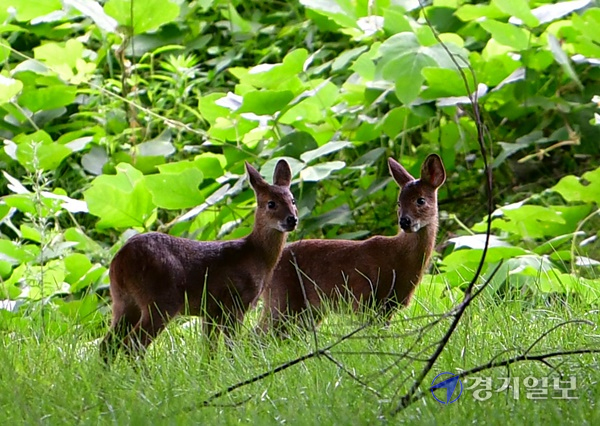 16일 오전 수원시 경기대학교 기숙사 앞 야산에서 고라니 가족이 뛰놀고 있다. 조주현기자